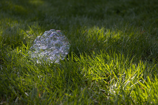 Fallen bubble cluster sitting in cut lawn.