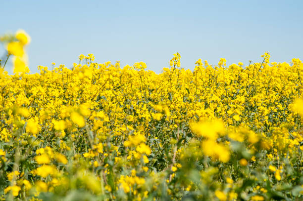 istock Dandelion - Yellow flowers field 1393160449