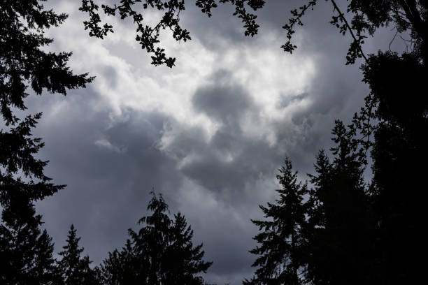 Dark trees loom surrounding central picture of lovely gloomy clouds.
