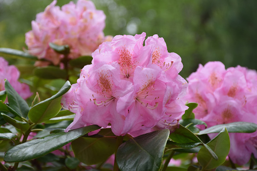 Pretty clusters of pink rhododendron blossoms blooming in the spring.