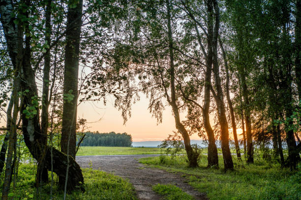 Landscape in the backlight, the edge of the forest at sunset in the rays of the setting sun