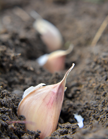 A clove of garlic seeds lies in a row in the soil before wrapping