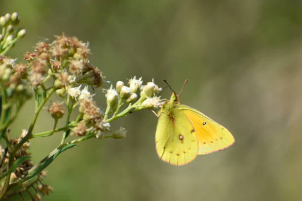 istock Yellow butterfly colias lesbia 1393164715