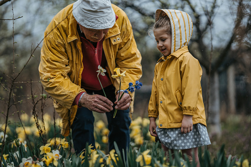 Grandfather and granddaughter picking flowers together in garden on a rainy day outdoors.