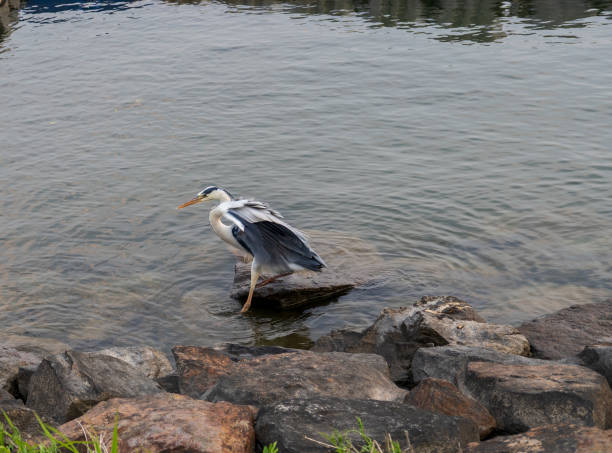istock a white-naped crane in search of fish 1393166986