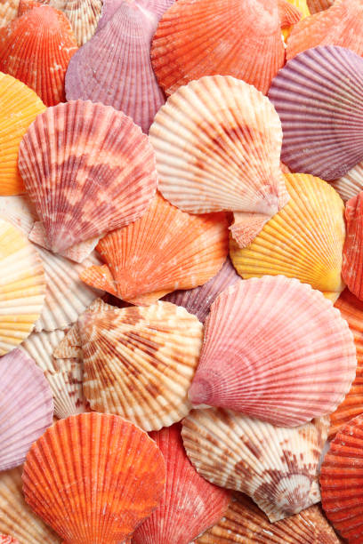 istock Top view of beautiful color seashells as background 1393167390