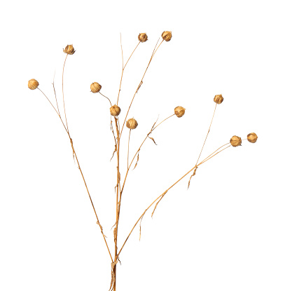 Beautiful dry flax plant isolated on white