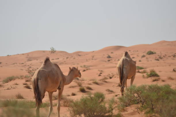 des chameaux errant dans le désert - two humped camel photos et images de collection