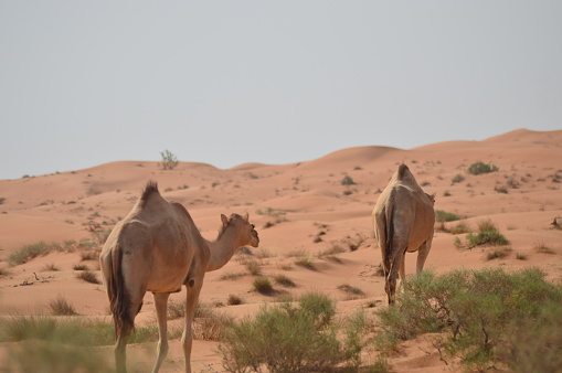 Desert view of camels wandering