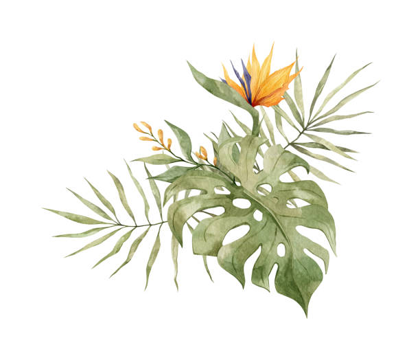 akwarela tropikalny bukiet - strelitzias stock illustrations