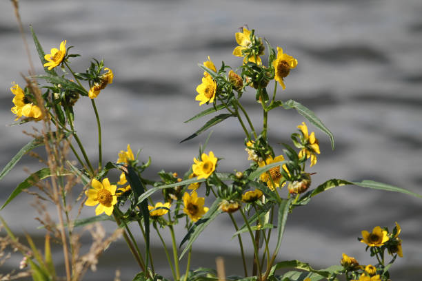 istock Flowering Nodding Bur-Marigold (Bidens cernua) plant in wild. September, Belarus 1393175077