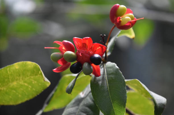 istock Beautiful Red Flowering Plant with Seed Pods 1393175391