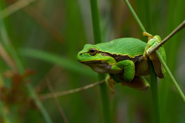 istock European Tree Frog  on a Bramble 1393177605