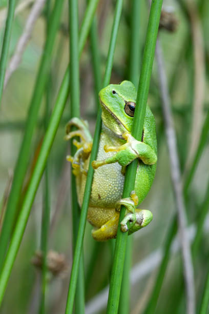 istock European Tree Frog  on a Bramble 1393177615