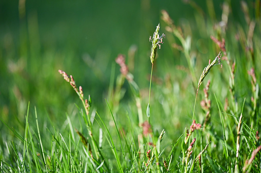 Close up of a green grass field