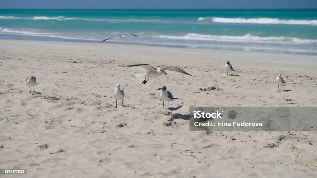 birds birds on the Atlantic Ocean Animal Stock Photo