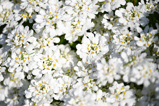 Blossoming of cherry flowers in spring time with green leaves, macro, frame