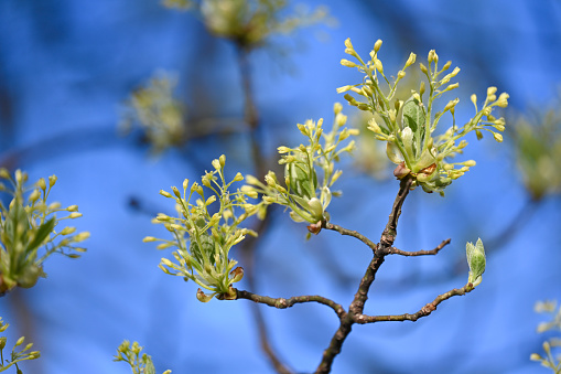 Walnut tree branch with first buds and leaves and blue sky on background. Beautiful spring nature.