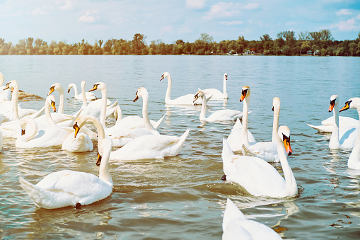 Group of white swans in Danube river in Zemun, Belgrade