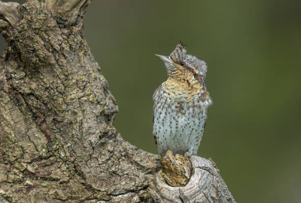 istock Eurasian wryneck 1393180980