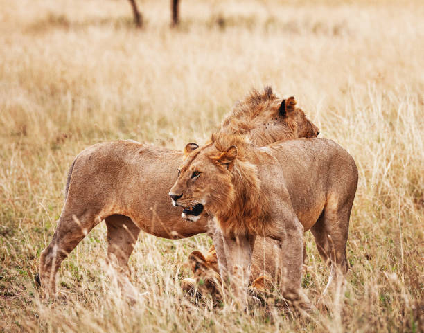 istock Tanzania wildlife pictures 1393182113