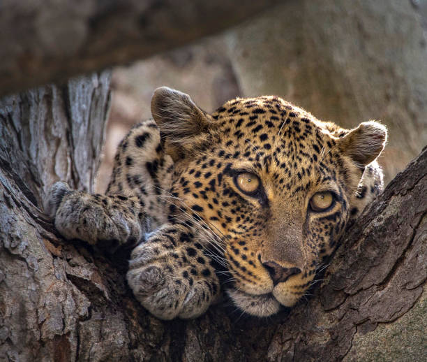 istock Tanzania wildlife pictures 1393182193