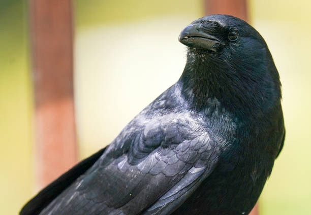 istock Large black bird arrives on the deck 1393183331