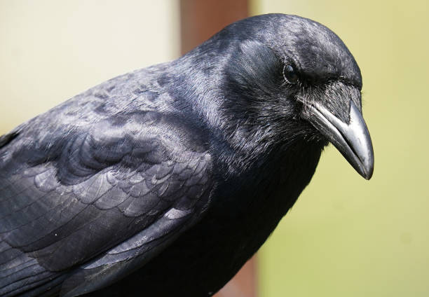 istock Large black bird arrives on the deck 1393183345