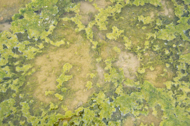 istock Green lichen in a puddle 1393184104