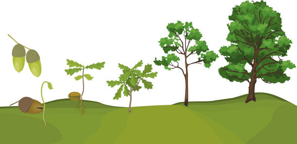 жизненный цикл дуба. стадии роста от желудя и ростка до старого дерева, изолированного на белом фоне - tree oak tree acorn forest stock illustrations