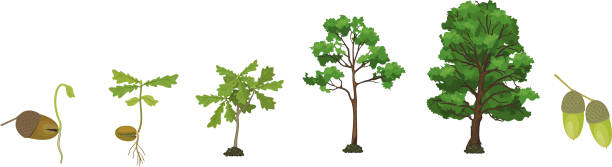 Life cycle of oak tree. Growth stages from acorn and sprout to old tree isolated on white background Life cycle of oak tree. Growth stages from acorn and sprout to old tree isolated on white background old oak tree stock illustrations