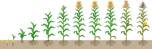 Vector illustration of Life cycle of corn (maize) plant. Growth stages from seeding to flowering and fruiting plant isolated on white background