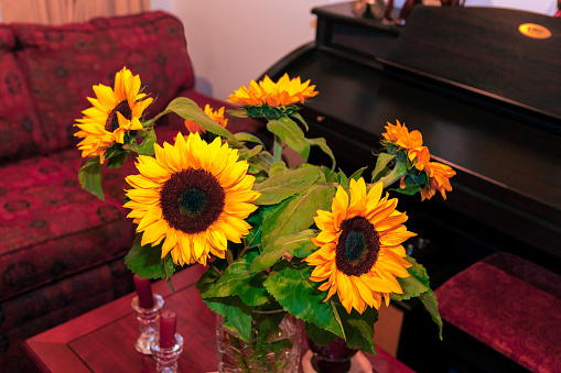 A bunch of sunflowers or Helianthus Annuus decorate the interior of an apartment in Bogota, the capital city of Colombia, in South America.