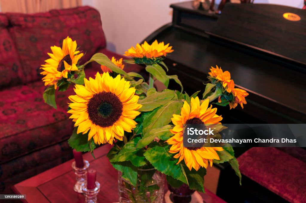 City, Country - A bunch of sunflowers or Helianthus Annuus decorate the interior of an apartment in Bogota, the capital city of Colombia, in South America. Bogota Stock Photo