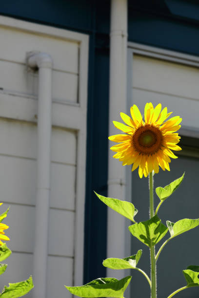 istock Sunflowers blooming in the backyard 1393190183
