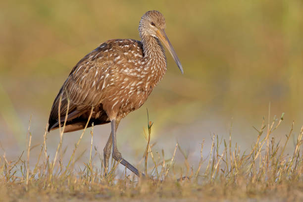 istock Limpkin (Aramus guarauna) walking through marsh, Kissimmee, Florida, USA 1393198199
