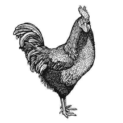 Rooster sketch isolated on white background, hand drawn vintage cock in retro style. Engraving vector illustration