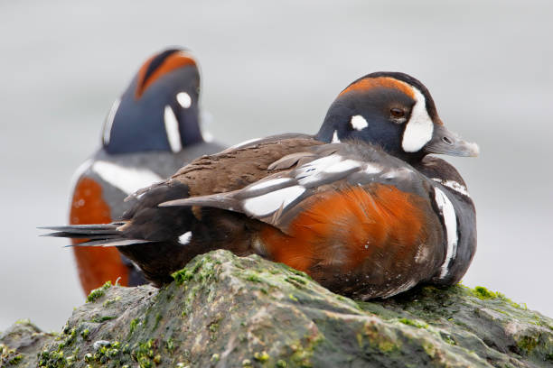 anatra arlecchino (histrionicus histrionicus) maschio sulla roccia, barnegat jetty, new jersey - harlequin duck duck harlequin water bird foto e immagini stock