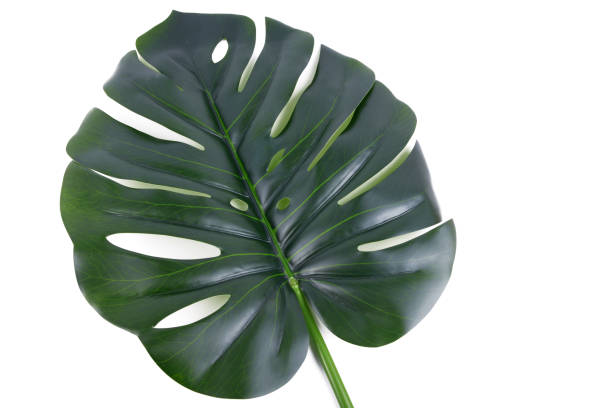 istock close up  the leaf of  Monstera Deliciosa palm tree 1393199123