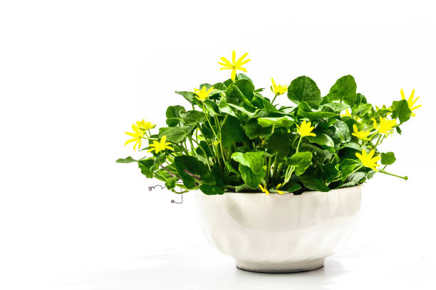 Ficaria verna, lesser celandine or pilewort in a pot isolated on white background Ficaria verna, lesser celandine or pilewort in a pot isolated on white background. Trendy hard light, dark shadow, mockup, template ficaria verna stock pictures, royalty-free photos & images