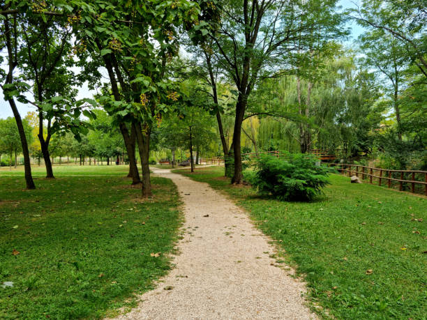 istock footpath and trees in the park 1393201883