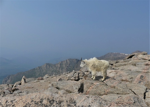 stoic mountain goat