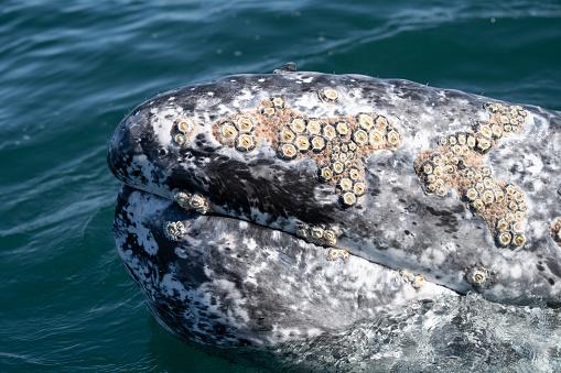 Closeup view of gray whale head with many barnacles on it's skin
