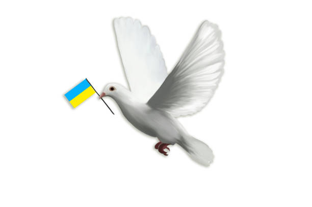 A White Dove in Flight