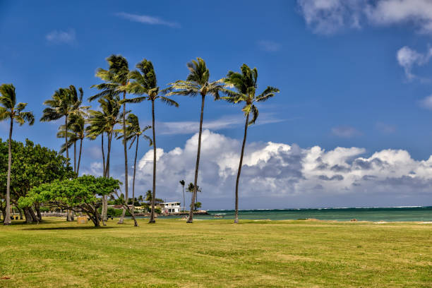 istock Palm trees along the shores of Kualoa Regional Park 1393207708