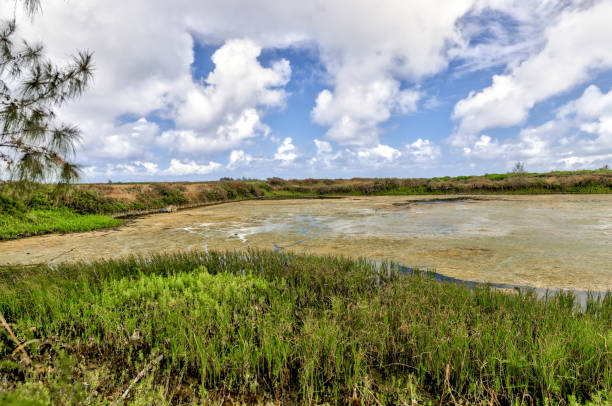 Canals and ponds that harvest shrimp on Oahu