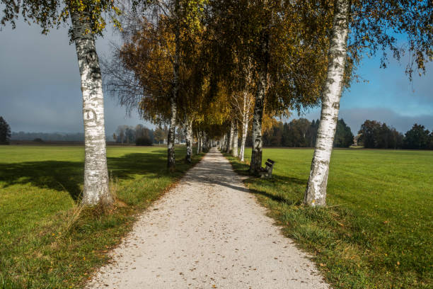 Birch avenue
