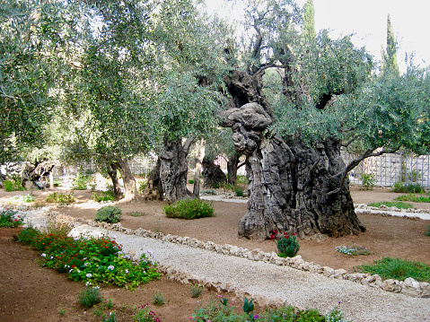 Horizontal landscape photo of ancient Olive trees, grasses and green shrubs growing along a pathway through the Garden of Gethsemane, at the foot of the Mount of Olives in Jerusalem, famous as the place where Jesus prayed and his disciples slept the night before his crucifixion.