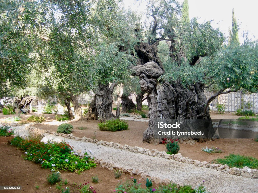 The Garden of Gethsemane Horizontal landscape photo of ancient Olive trees, grasses and green shrubs growing along a pathway through the Garden of Gethsemane, at the foot of the Mount of Olives in Jerusalem, famous as the place where Jesus prayed and his disciples slept the night before his crucifixion. Israel Stock Photo