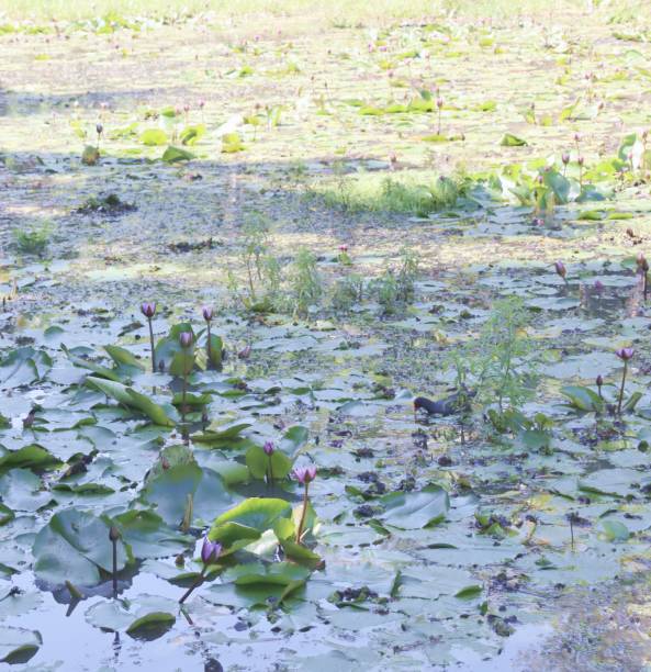 istock lake of vitoria regia 1393212946
